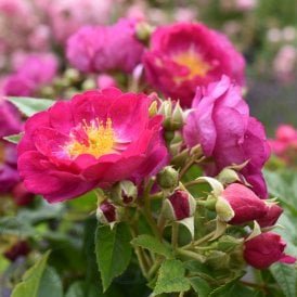 Purple Siluetta