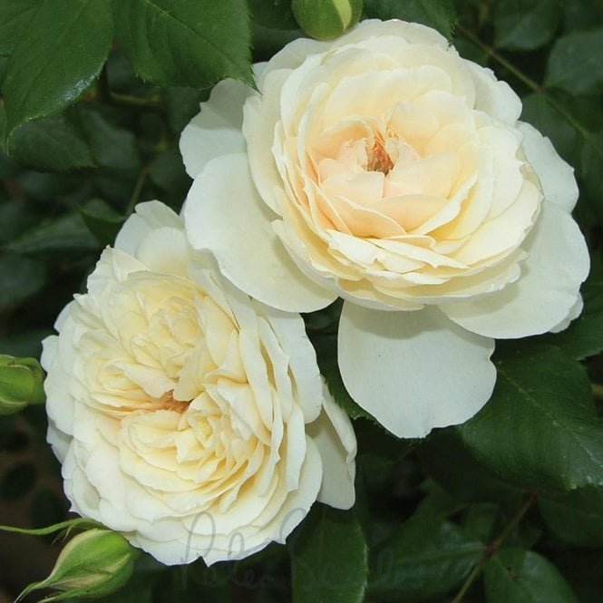 Queen's Jubilee Rose