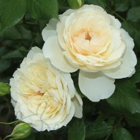 Queen's Jubilee Rose