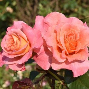 Rachel Potted Rose