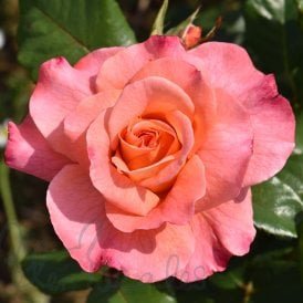 Rachel (Standard)