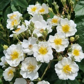 Rambling Rector Potted Rose