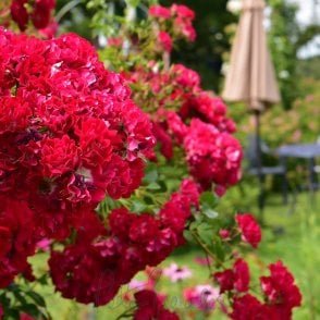 Rambling Rosie (Rambler) Potted Rose