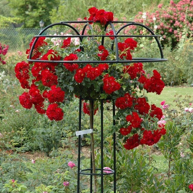 Rambling Rosie (Weeping Standard)