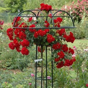 Rambling Rosie (Weeping Standard) Bare Root Rose