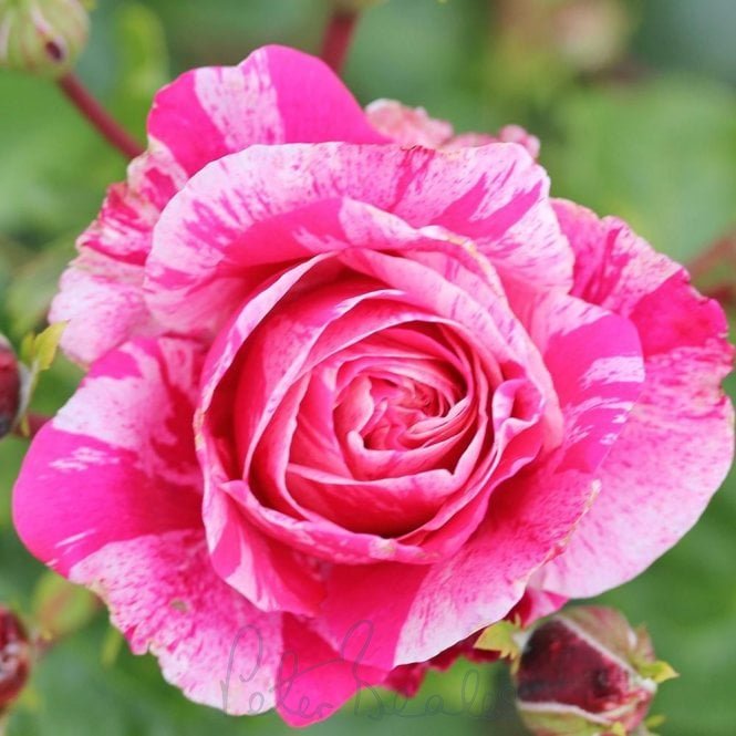 Bio Colour Roses Raspberry Raspberry Cream Twirl - Roses from Peter Beales Roses UK