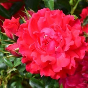 Raspberry Royale (Patio Standard) Bare Root Rose