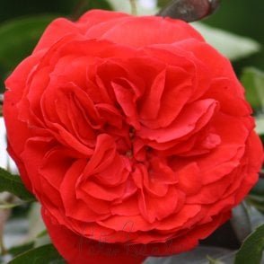 Red Letter Day Bare Root Rose