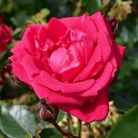 Red New Dawn