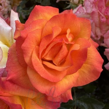 Redova