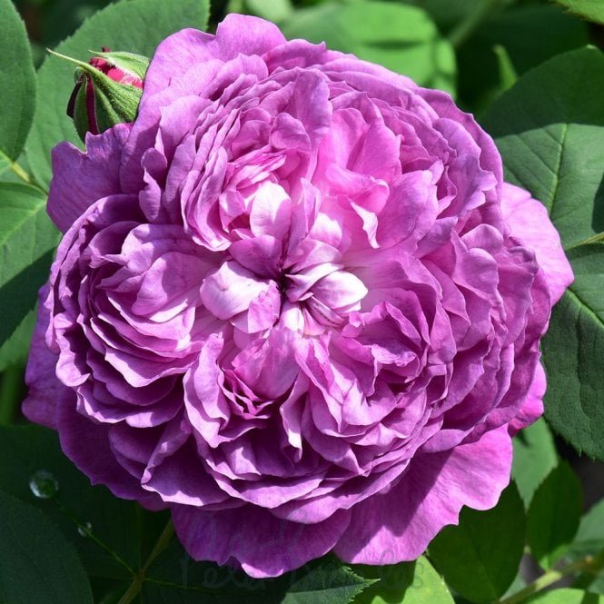 Reine Des Violettes