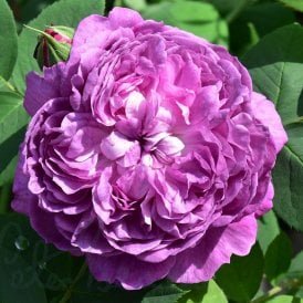 Reine Des Violettes