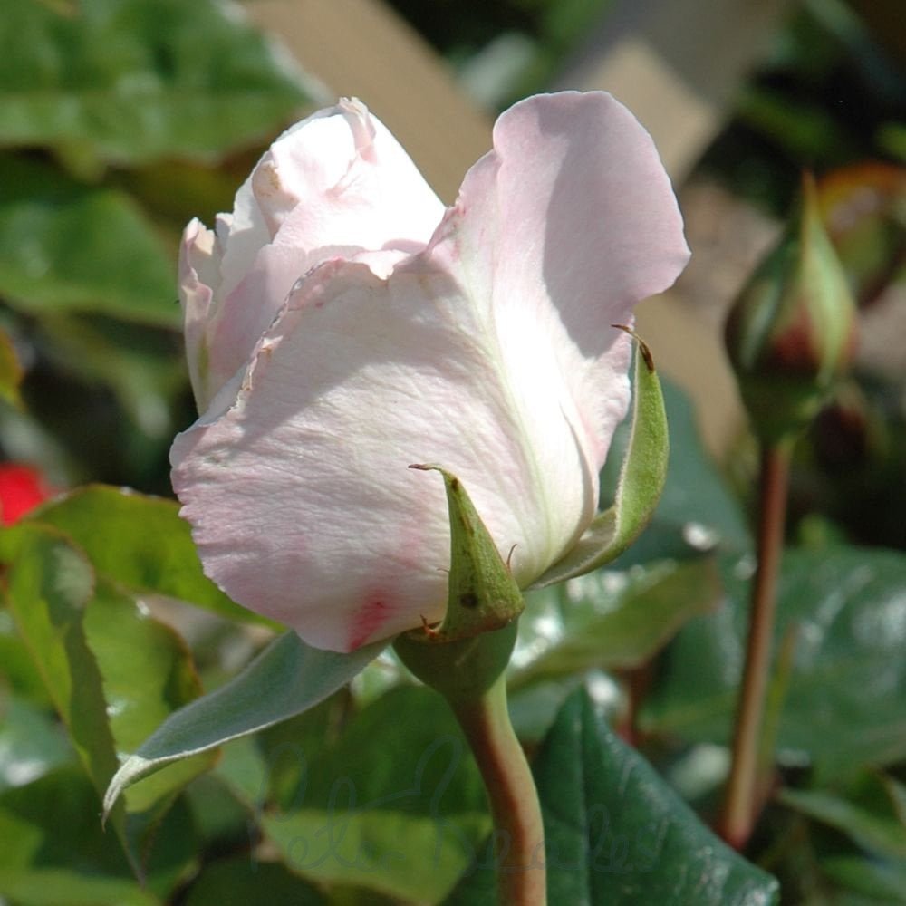 Remember Roses Remember - Roses from Peter Beales Roses UK