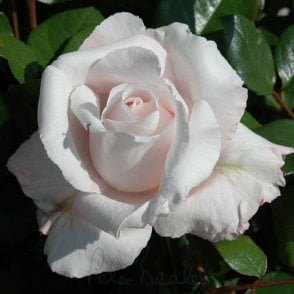 Remember Potted Rose
