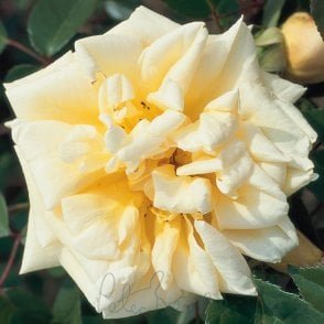Reve D'Or Potted Rose