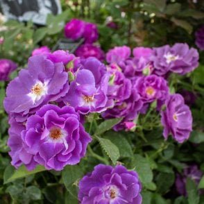 Rhapsody In Blue (Bush) Bare Root Rose