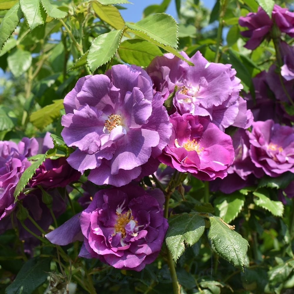 Blue English Roses Blue Rose Bush