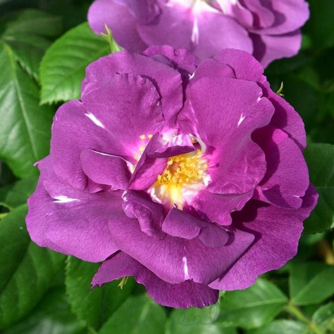 Rhapsody In Blue (Standard)