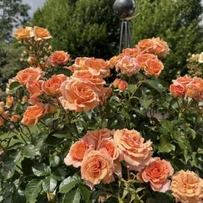 RNLI 200th With Courage Potted Rose