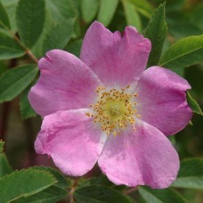 Rosa Acicularis Nipponensis (Shrub Rose) Bare Root Rose