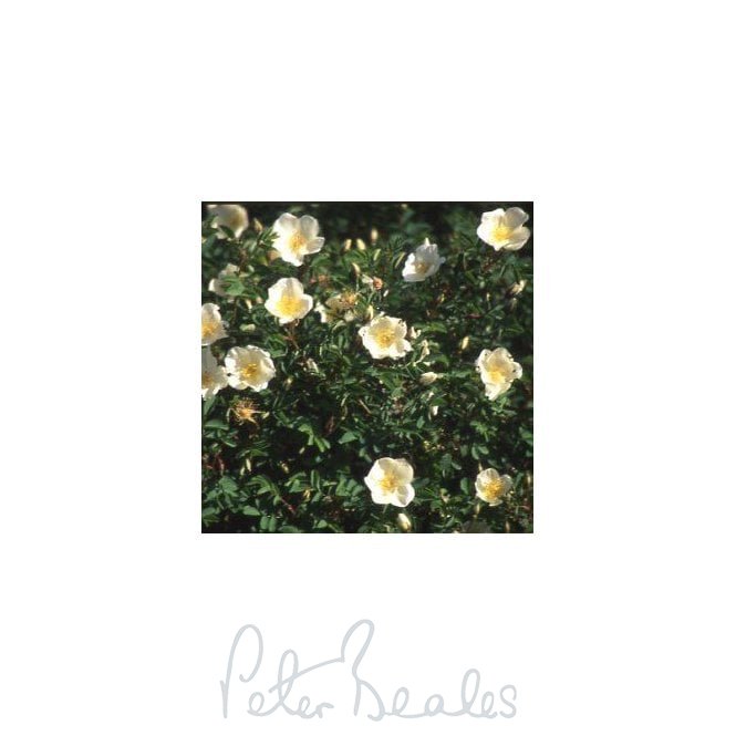 Rosa Altaica (Shrub Rose)