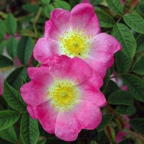 Rosa Andersonii (Shrub Rose) Bare Root Rose