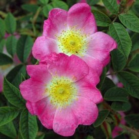 Rosa Andersonii (Shrub Rose)