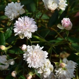Rosa Anemoniflora (Climbing Rose)