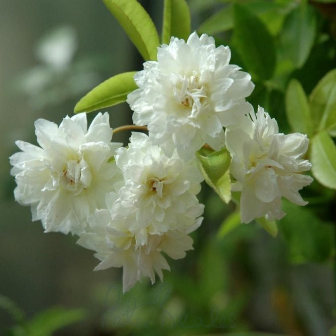 Rosa Banksiae Alba plena