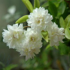 Rosa Banksiae Alba plena