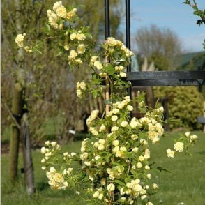 Rosa Banksiae Lutea Potted Rose
