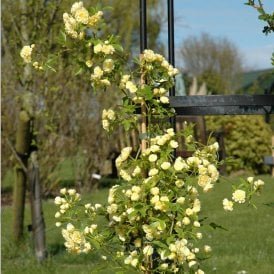 Rosa Banksiae Lutea