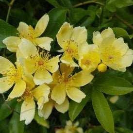 Rosa Banksiae Lutescens