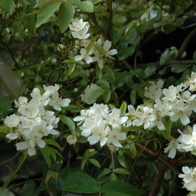 Rosa Banksiae Normalis