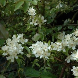 Rosa Banksiae Normalis