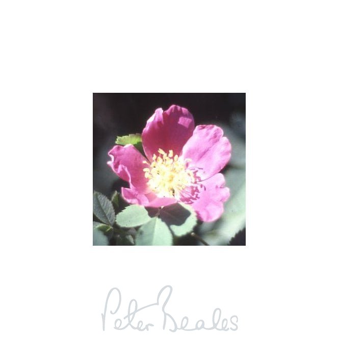 Rosa Blanda (Shrub Rose)
