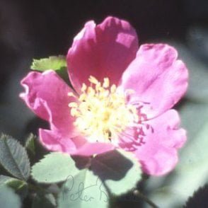 Rosa Blanda (Shrub Rose) Bare Root Rose