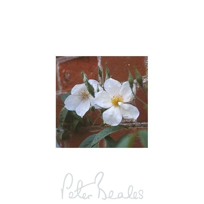 Rosa Brunonii (Rambling Rose)