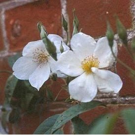Rosa Brunonii (Rambling Rose)