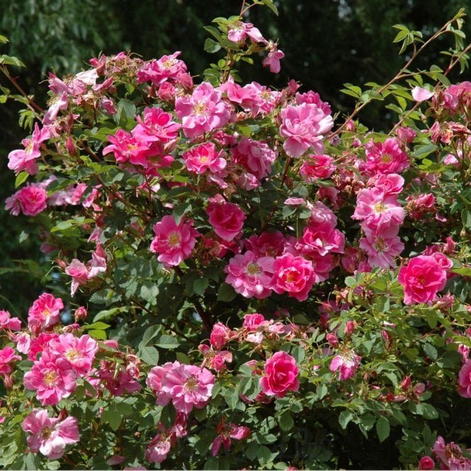 Rosa Californica 'Plena'