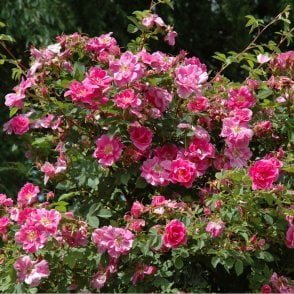 Rosa Californica 'Plena' Potted Rose