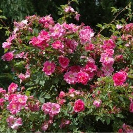 Rosa Californica 'Plena'