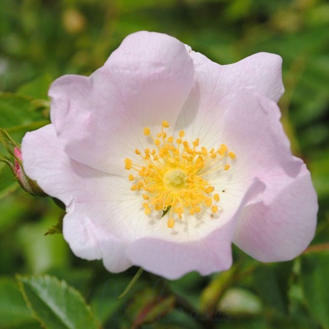 Rosa Canina (Shrub Rose)