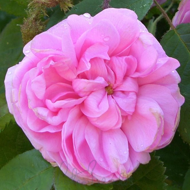 Rosa Centifolia Muscosa