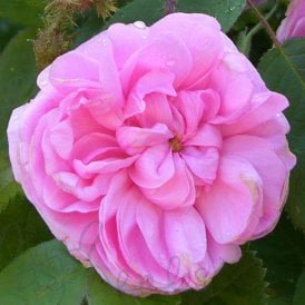 Rosa Centifolia Muscosa