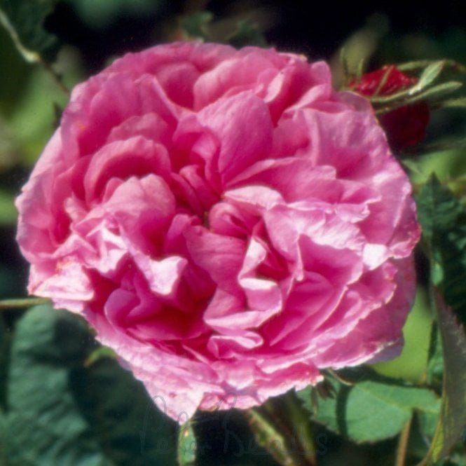 Rosa Centifolia