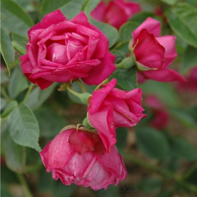 Rosa Chinensis