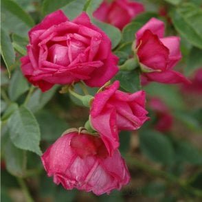 Rosa Chinensis Bare Root Rose