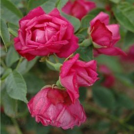 Rosa Chinensis