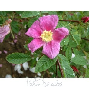 Rosa Cinnamomea (Shrub Rose) Bare Root Rose